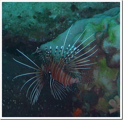 Lion Fish Great Barrier Reef