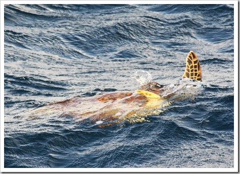 Sea Turtle Great Barrier Reef