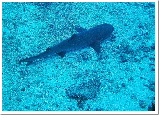 Shark Great Barrier Reef