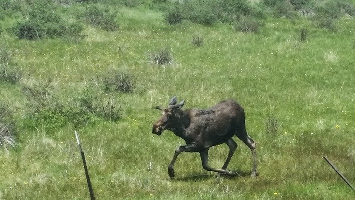 Backpacking in Buffalo Peaks Wilderness - Rich Creek Trail (Colorado) #travel