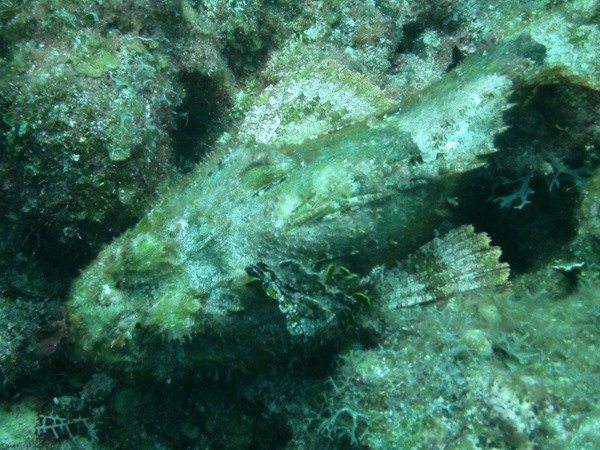 Scuba Diving in Belize // Turneffe Resort