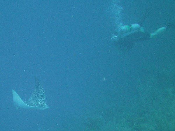 Scuba Diving in Belize // Turneffe Resort