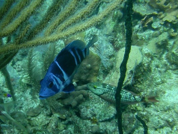 Scuba Diving in Belize // Turneffe Resort