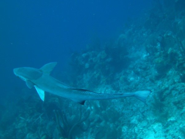 Scuba Diving in Belize // Turneffe Resort