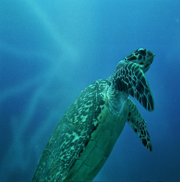 Scuba Diving in Belize // Turneffe Resort