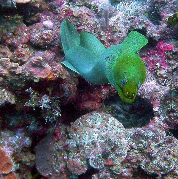 Scuba Diving in Belize // Turneffe Resort